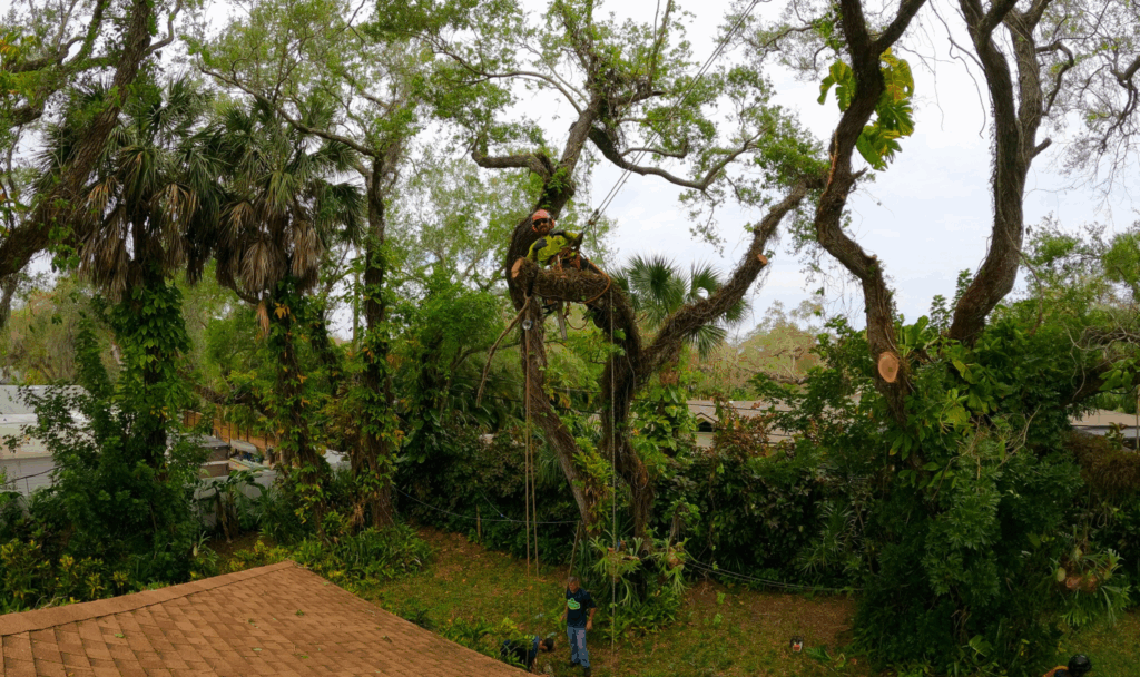 Tree Trimming Services