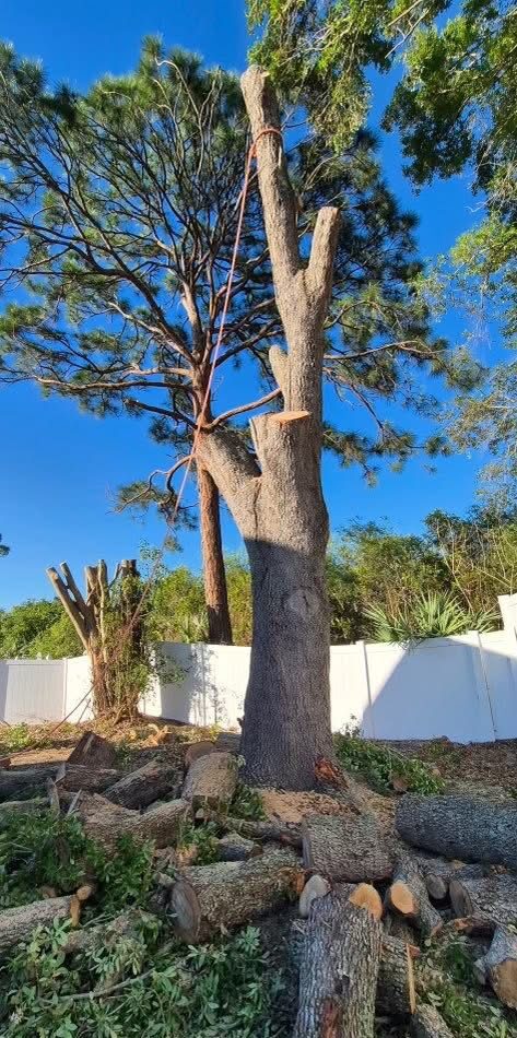 Tree Trimming Service