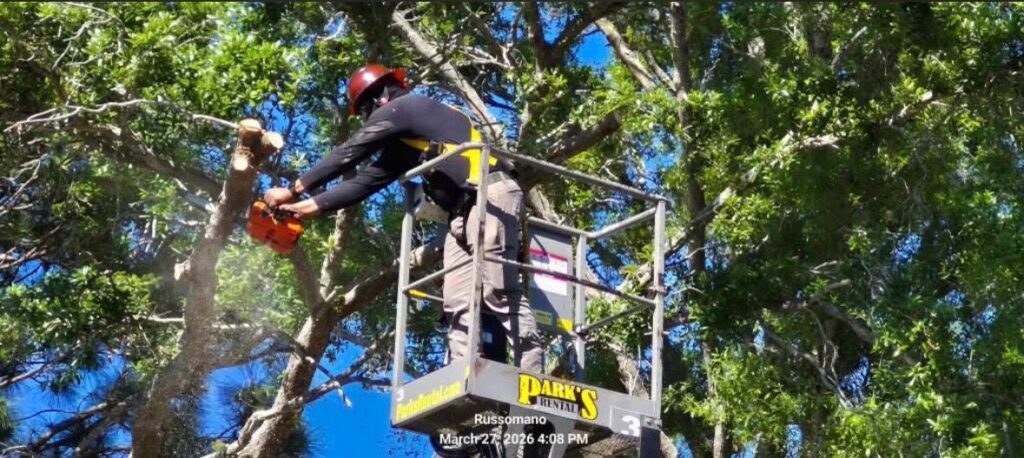 Tree trimming 3