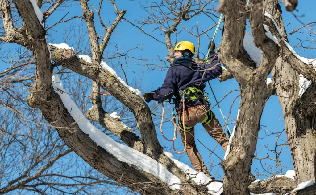 Structural Tree Pruining