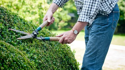 Hedges and Shrub Timming