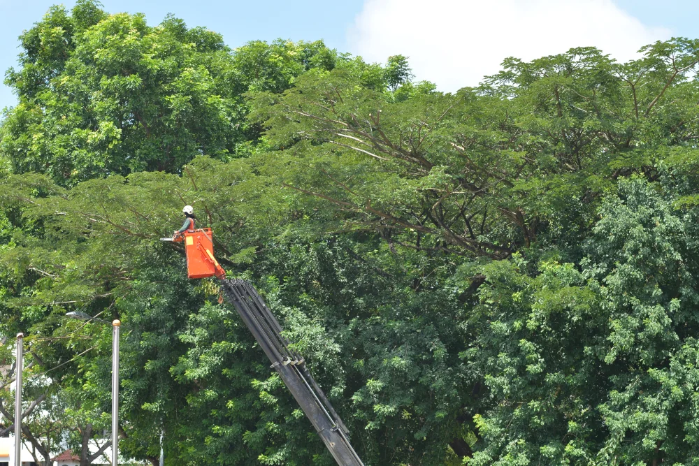 Tree Services in Port St Lucie